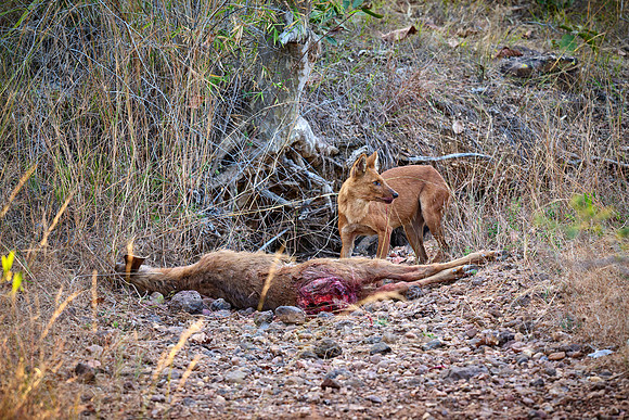 dhole (Cuon alpinus) or indian wild dog on kill