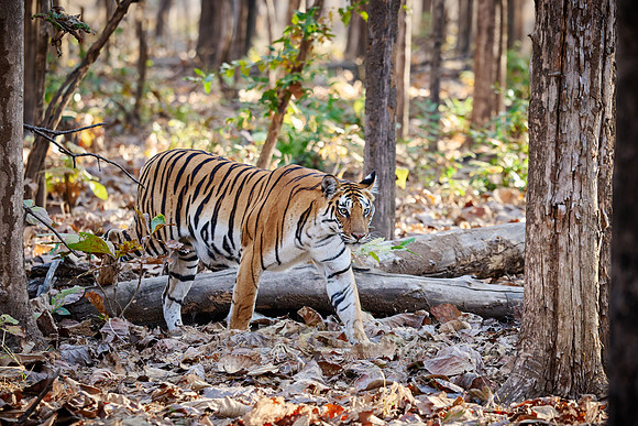 Bengal tiger (Panthera tigris tigris)