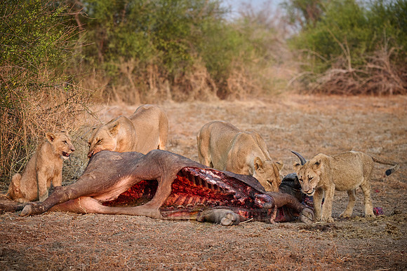 pride of lioness (Panthera leo) at buffalo kill