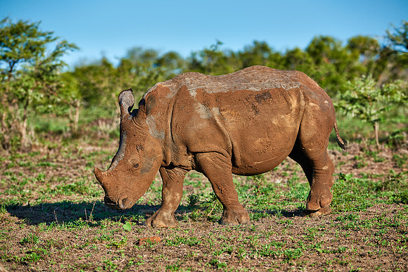 young Southern white rhinoceros
