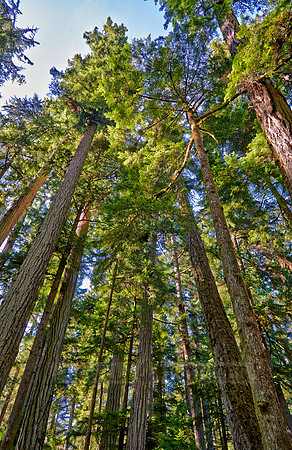 Cathedral Grove in MacMillan Park