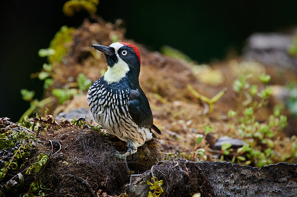 acorn woodpecker (Melanerpes formicivorus)