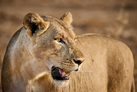 lioness (Panthera leo)