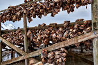 thousands of fishheads of Atlantic cod hanging to dry