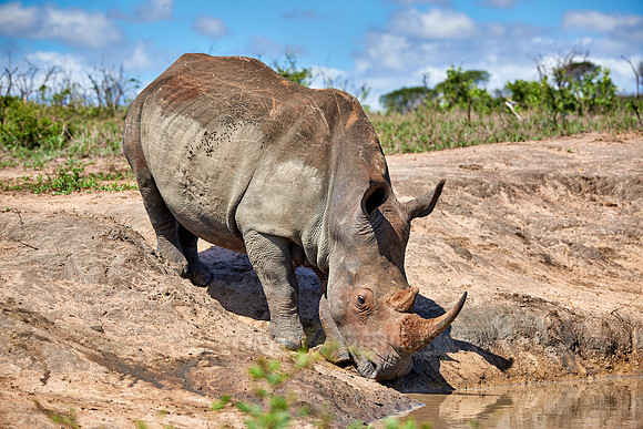 Southern white rhinoceros