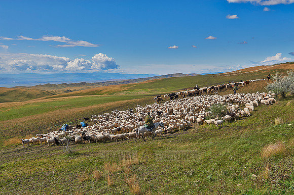 sheep herd in treeless landscape