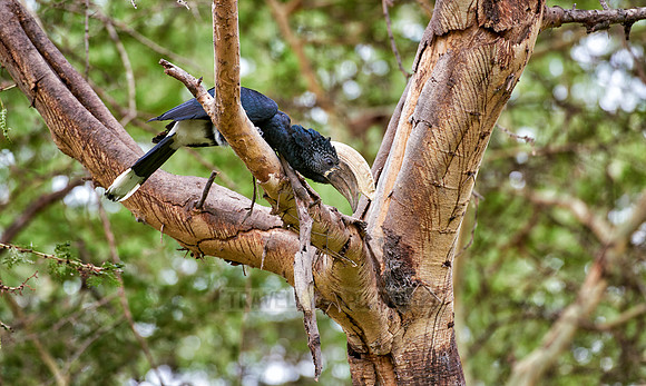 Silvery-cheeked hornbill