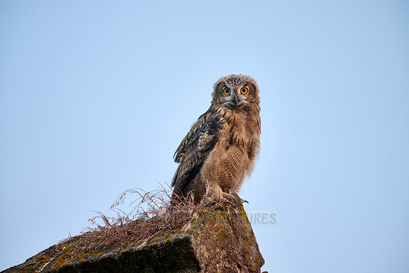 Eurasian eagle-owl (Bubo bubo), youngster on a rock