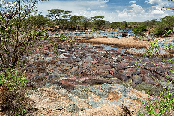 huge amount of Hippos in Hippo-Pool, Serengeti