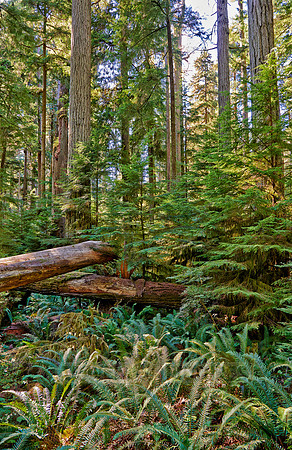 Cathedral Grove in MacMillan Park
