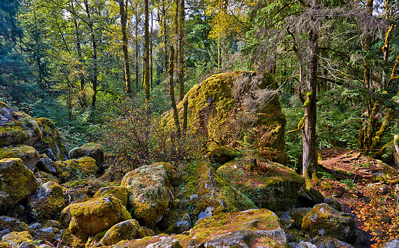 Great Bear Rainforest