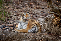 Bengal tiger (Panthera tigris tigris)