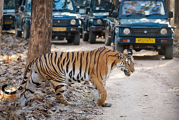 Bengal tiger (Panthera tigris tigris) walking between safari cars