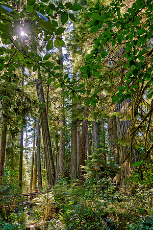 Cathedral Grove in MacMillan Park