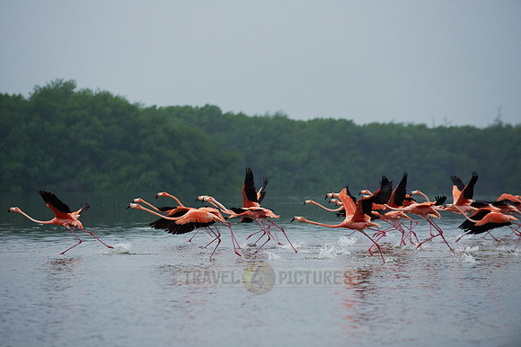 American Flamingo, Phoenicopterus ruber