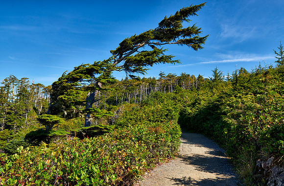 Wild Pacific Trail