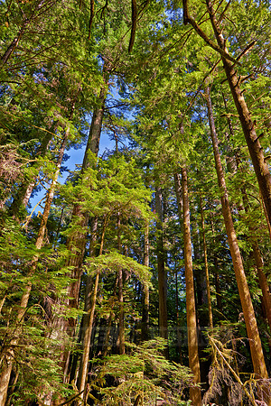 Cathedral Grove in MacMillan Park
