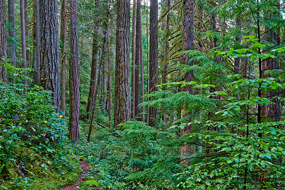 Strathcona Provincial Park