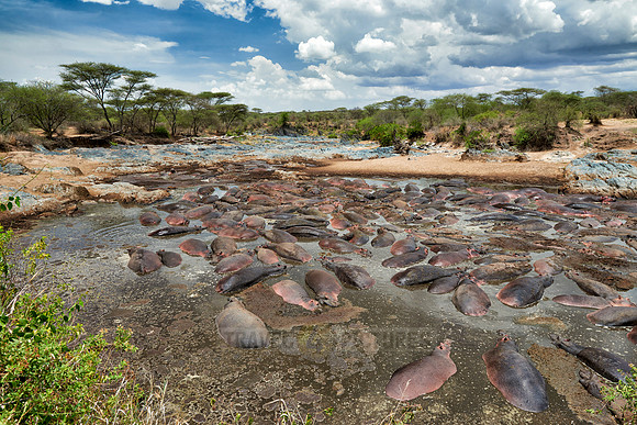 huge amount of Hippos in Hippo-Pool, Serengeti