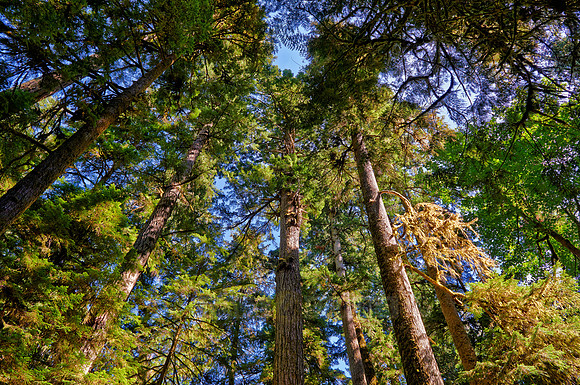 Cathedral Grove in MacMillan Park