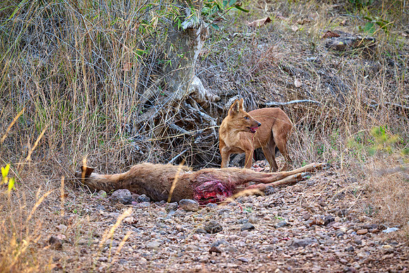 dhole (Cuon alpinus) or indian wild dog on kill
