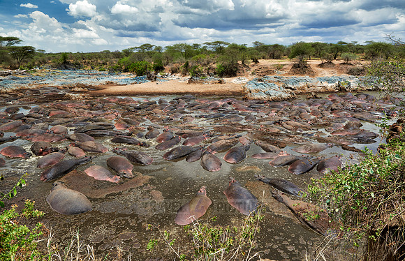 huge amount of Hippos in Hippo-Pool, Serengeti