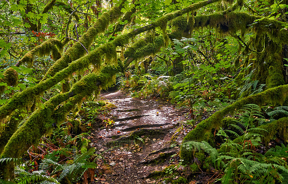 Great Bear Rainforest