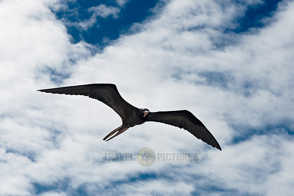 flying Frigatebird