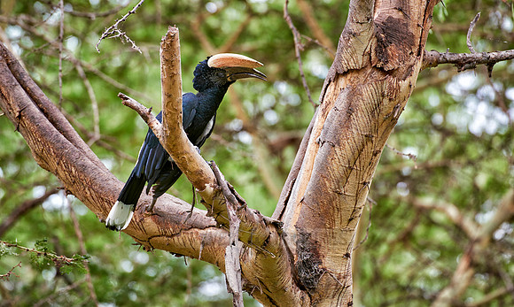 Silvery-cheeked hornbill