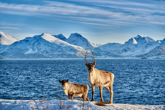 Reindeer at sea