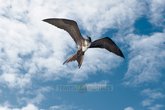 flying Frigatebird