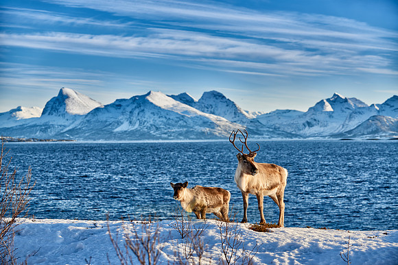 Reindeer at sea