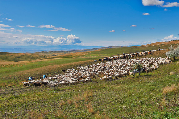 sheep herd in treeless landscape