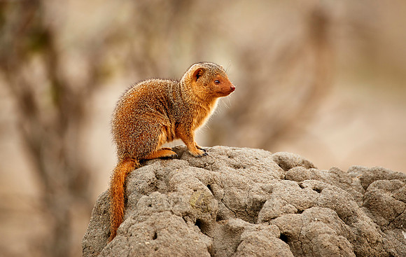 Common dwarf mongoose