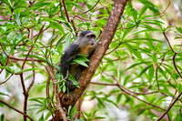 Blue monkey