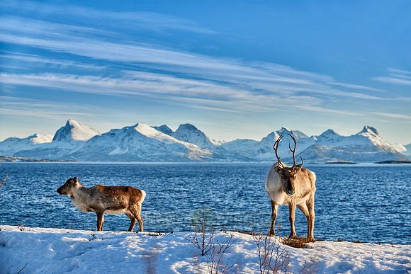 Reindeer at sea