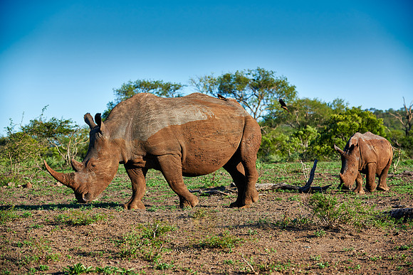Southern white rhinoceros with young
