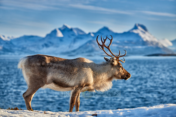 Reindeer at sea