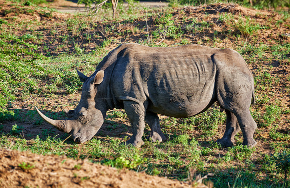 Southern white rhinoceros