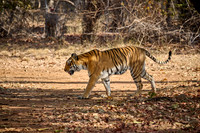 Bengal tiger (Panthera tigris tigris)