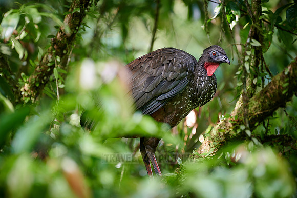 crested guan (Penelope purpurascens)