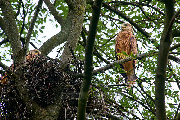 subadult red kite fledgling at nest