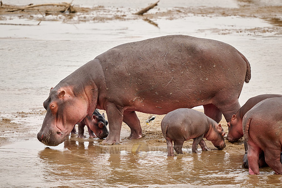 hippo (Hippopotamus amphibius) with baby in Luangwa river