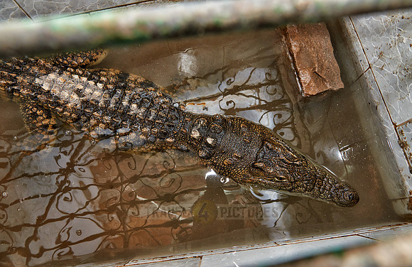 caged crocodile in nubian village