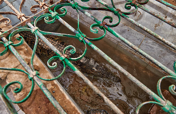 caged crocodile in nubian village
