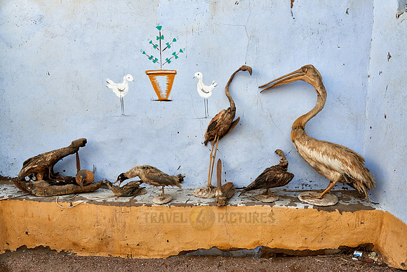 animal mummies in nubian village