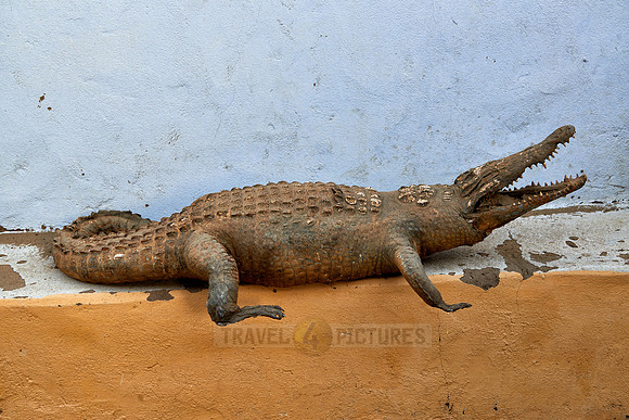 animal mummies in nubian village