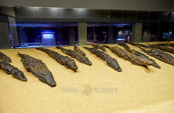 crocodile mummies