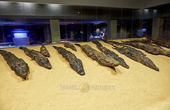 crocodile mummies