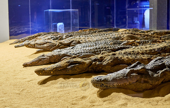 crocodile mummies